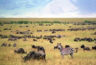 Zebra Ngorogoro