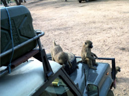 Baboons on Truck