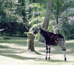 An Okapi