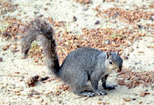 Grey Squirrel