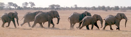 Elephants