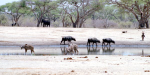 Kudu, Buffalo and Elephant at waterhole