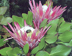 Proteas