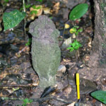 Pygmy Termite Mound